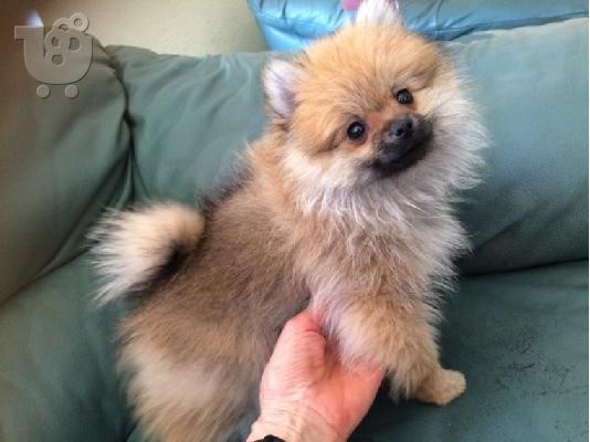 PoulaTo: Pomeranian όλα kc reg.